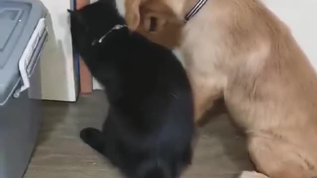 Dog and Cat Escaping!