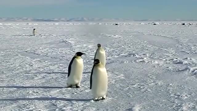 Cute penguins acting silly around humans in Antarctica