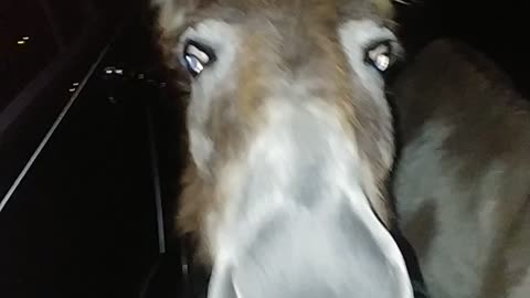 Donkey face