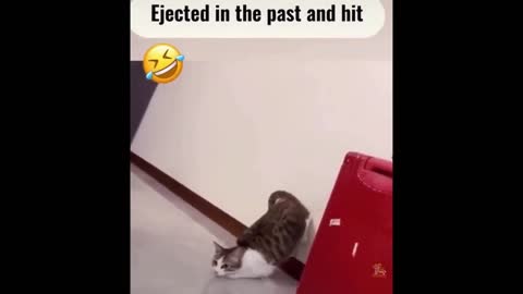 FUNNIEST DOGS AND CATS COMPILATION| FAIL COMPILATION| PART6