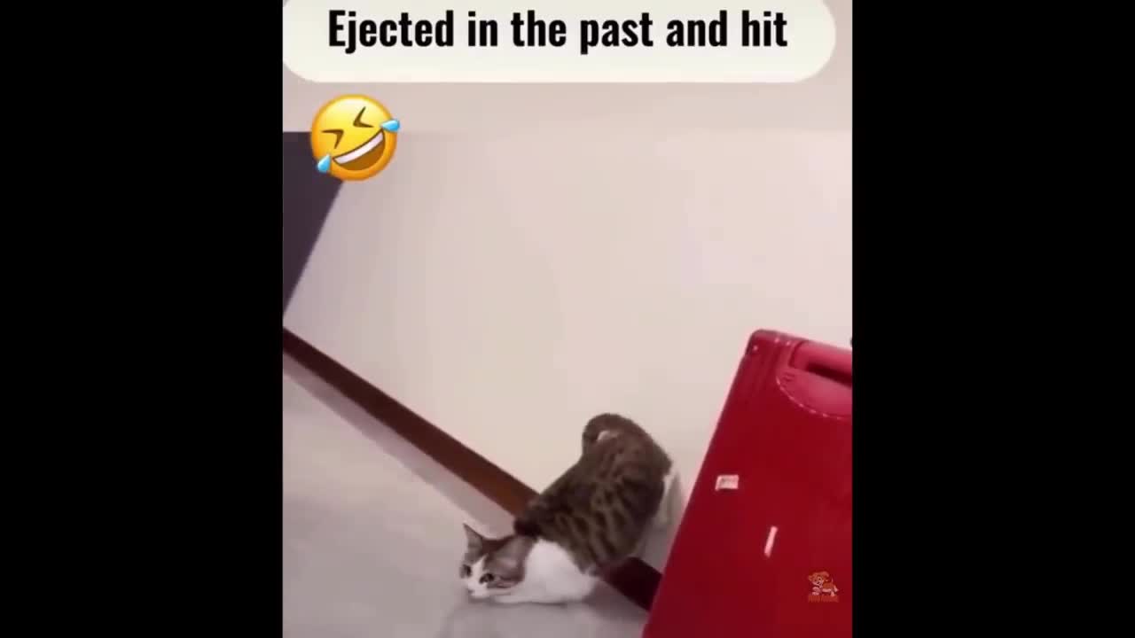 FUNNIEST DOGS AND CATS COMPILATION| FAIL COMPILATION| PART6