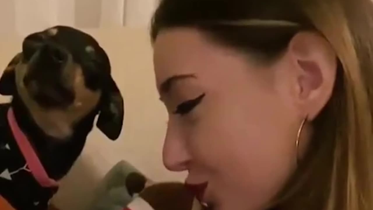 A funny video about animals
