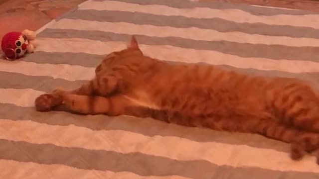 Lazy ginger cat