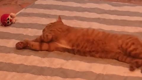 Lazy ginger cat