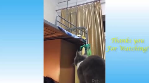 Top Funny Cat Videos Of The Weekly - Try Not To Laugh 17 | Pets Garden