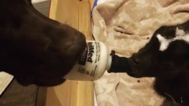 Dog Feeds Baby Goat