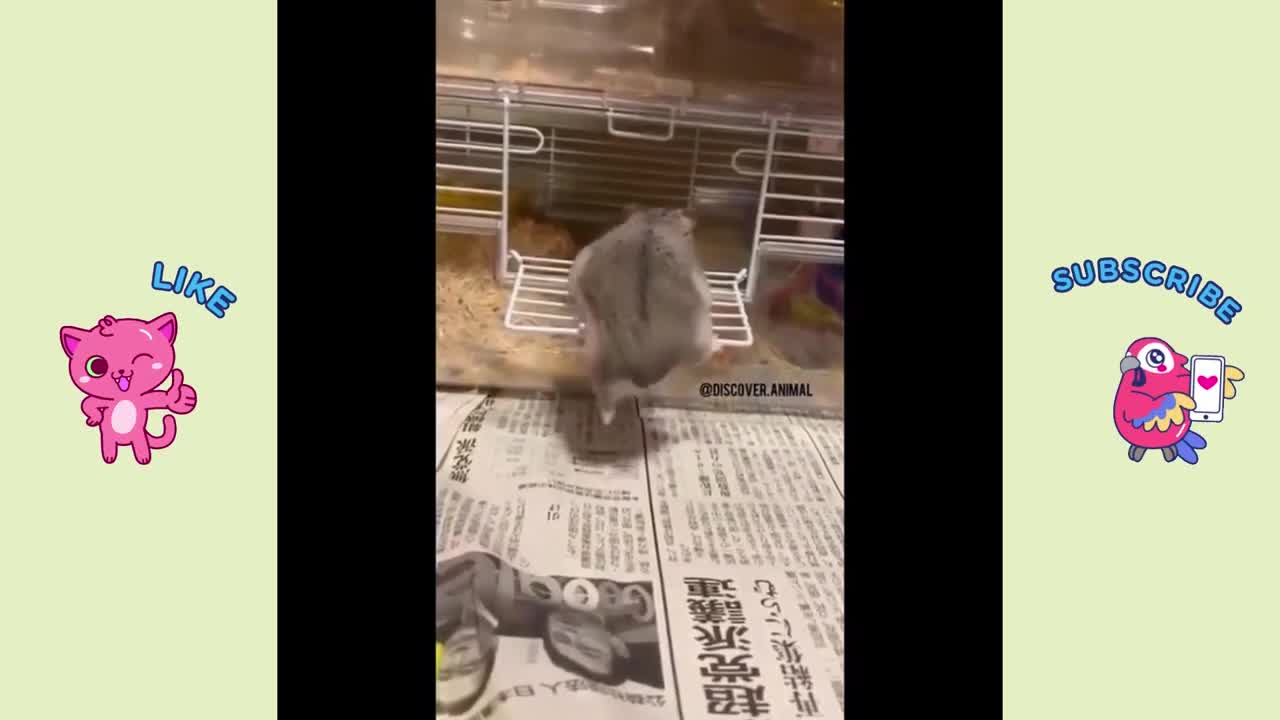 cute bunny gets massages from their owner