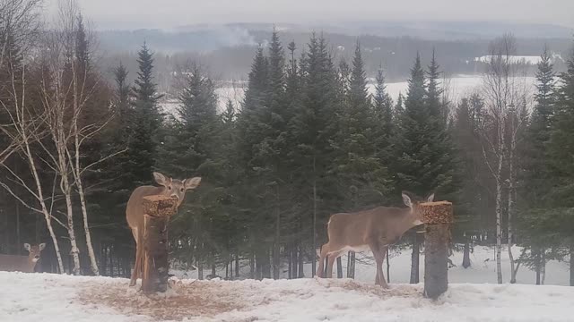 Hungry deer