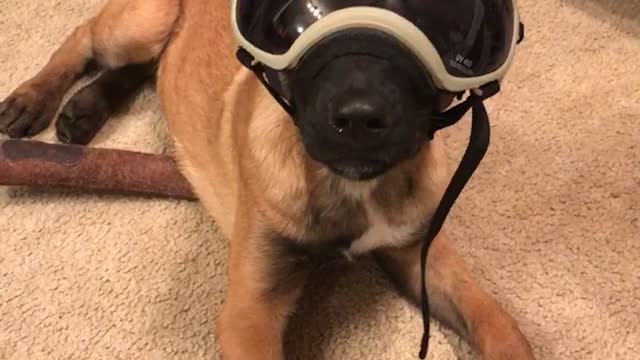 Pup really enjoys his new goggles