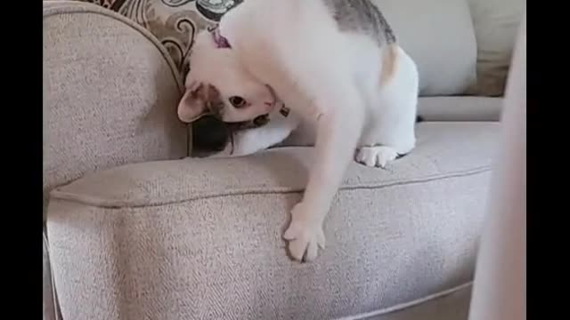 Cat funny videos