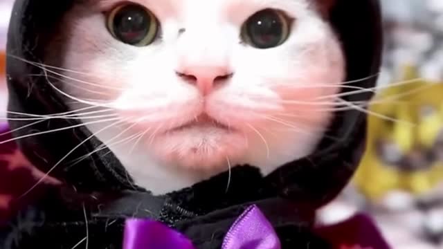 Funny CATS playing with ANIMATED OBJECTS