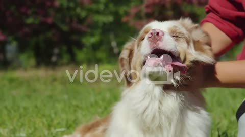 Happy Dog in Slow Motion !