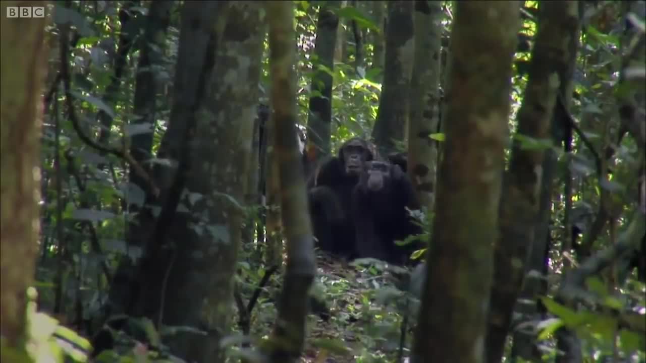 The Planet Earth Collection - Part 1 | Top 5 | BBC Earth