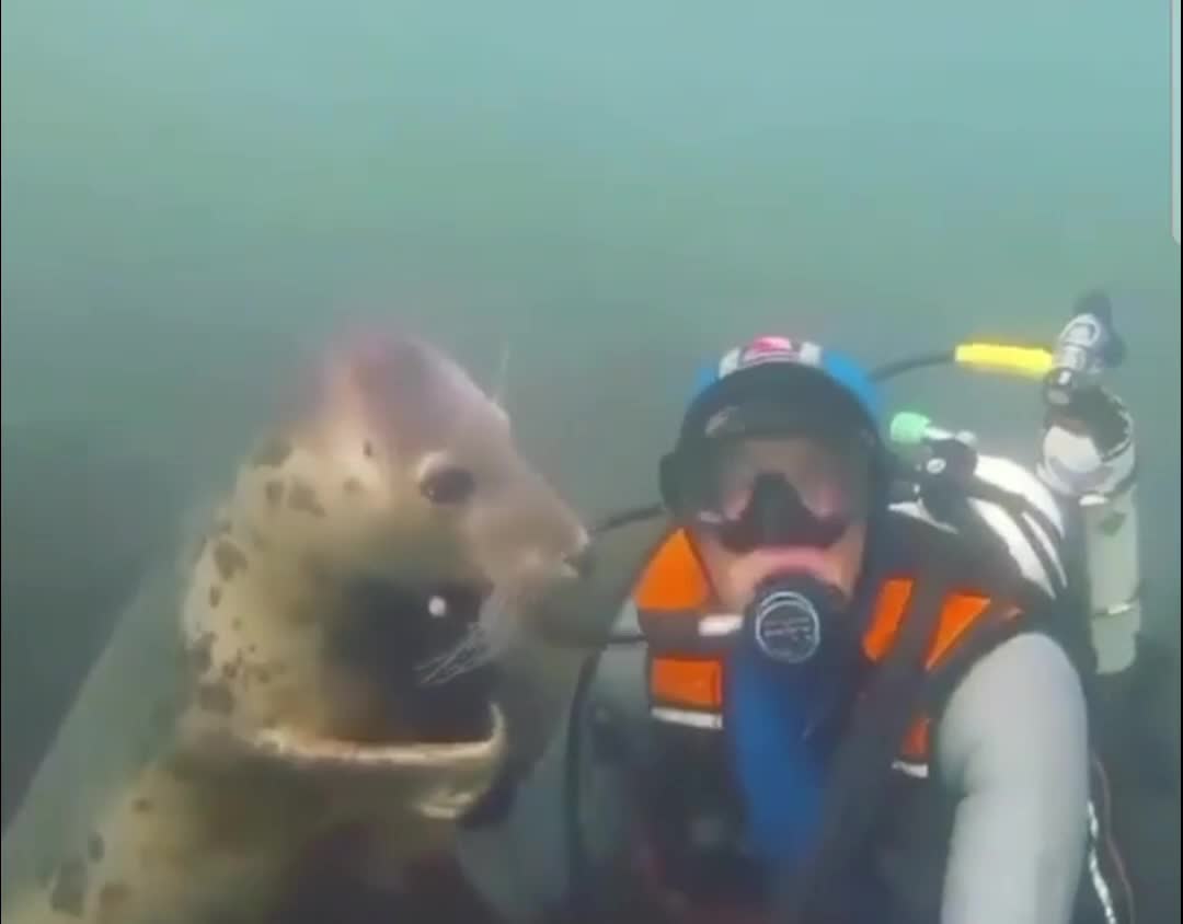 Seal of approval