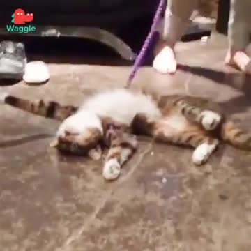 This Cat Is So Dramatic And Stubborn As A Mule — Give Him An Oscar!