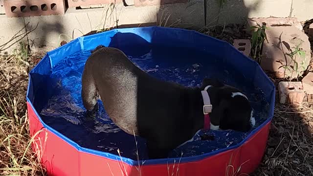 Puppy pool time!