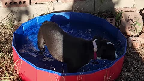 Puppy pool time!