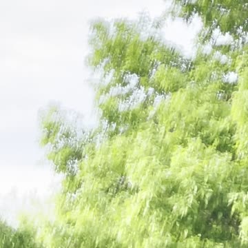 Magpies fly in group in s gardens