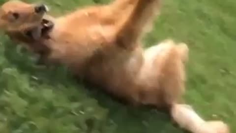 dog playing with the ball