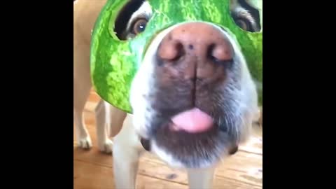 puppy eating watermelon & Cutest Labrador Puppies