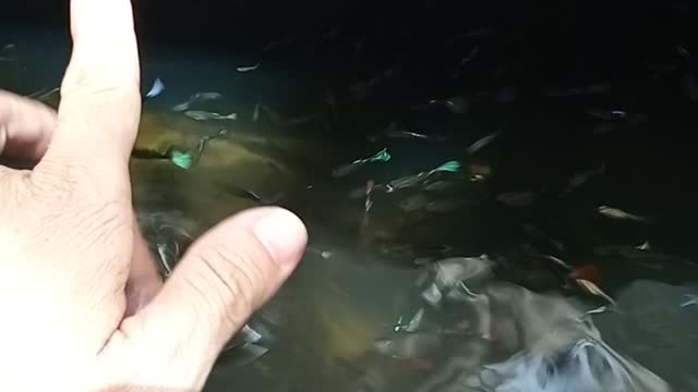 massage with lovely fish