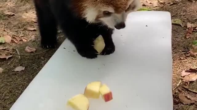 This is so cute