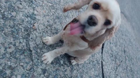 Cute caucasian spaniel walking