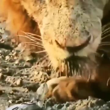 Lion and turtle beautiful friendship moment | why not.