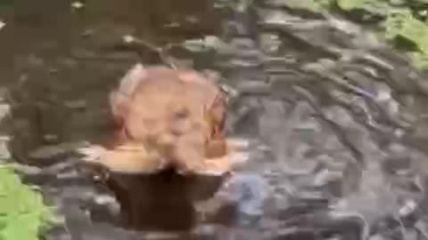 Owl taking a bath 😍