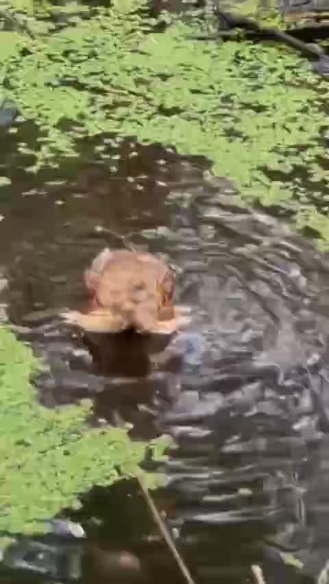 Owl taking a bath 😍