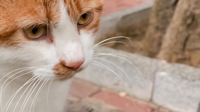 Close-up of Cat's Face