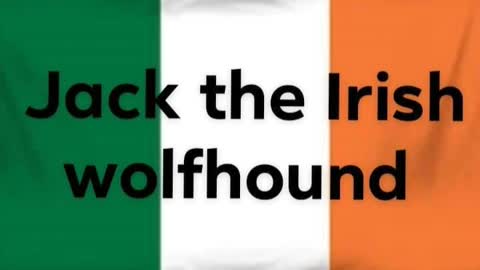 magic trick part 2 by Jack the Irish wolfhound