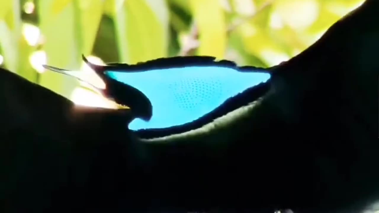 Magnificent Riflebird