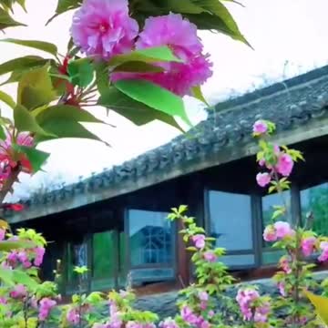 Nice flower view with good music