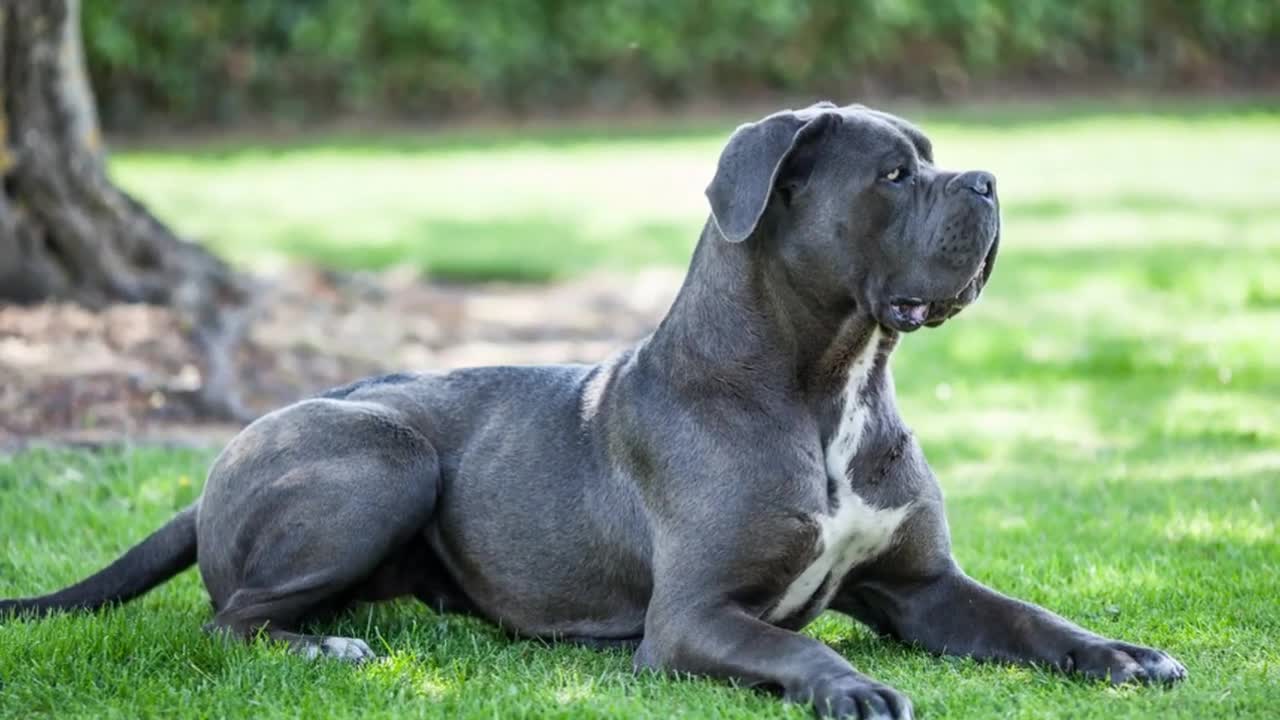 🐕 Bravest Dogs - TOP 10 Bravest Dog Breeds In The World!