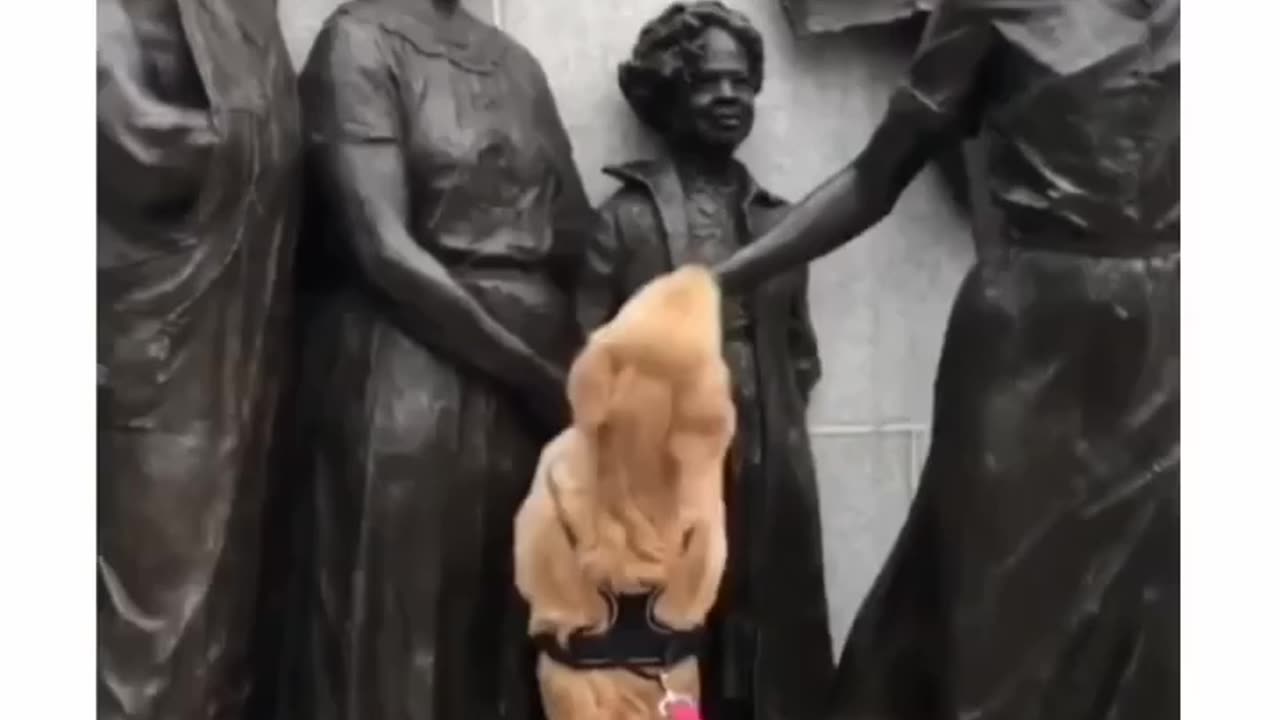 Dog wants status to pet him