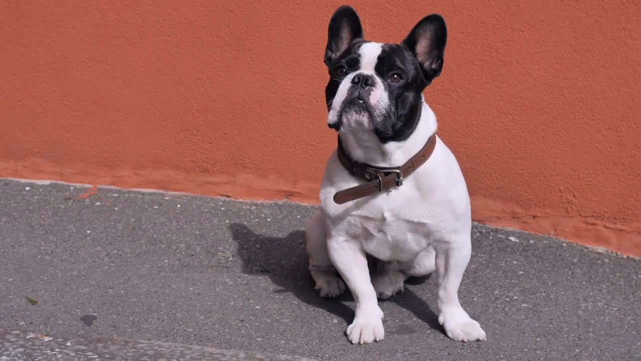 French bulldog sitting near orange wall looking around. Cute dog posing outdoors