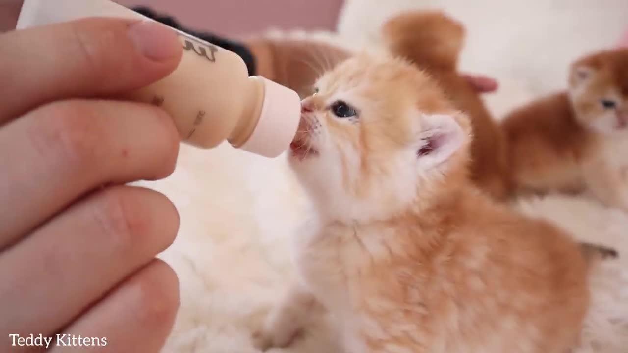 Cute kittens meow and drink milk from a bottle