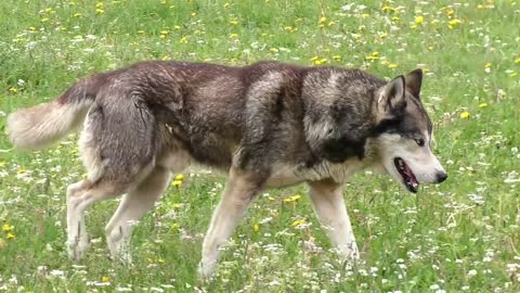 Husky dog in it's great moves