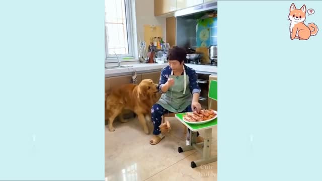 Smart dog teke caring of little video