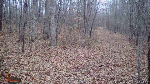 Lone Yearling