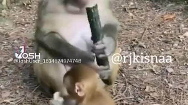 Funny Video