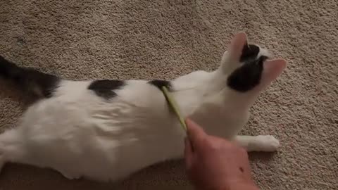 Cat Enjoys Brushing Hair!!