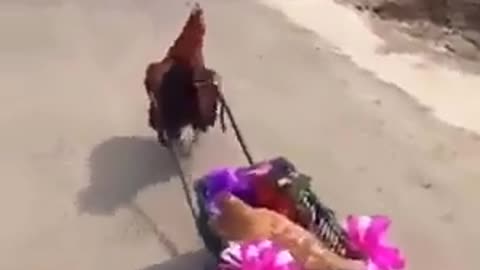 two cute chickens