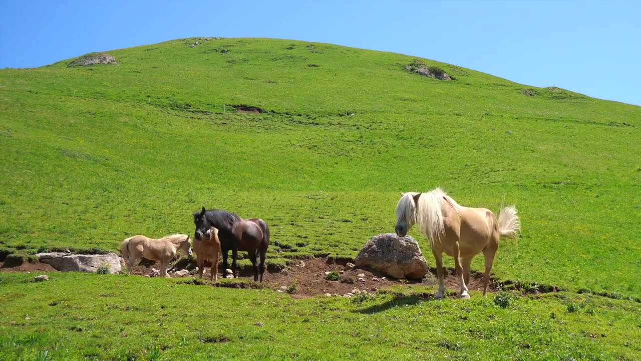 Wildlife animals with natural beauty Safari