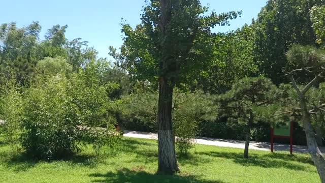 This tree is so tall and straight