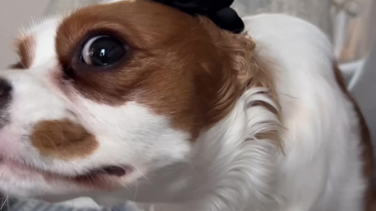 Are you okay? Funny Dog Viral Video 😂😂😂