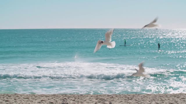 Seagulls are flying on the beach