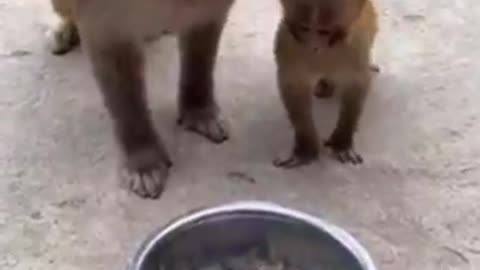 Animal Fun