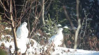 A pair Of Partridges Enjoying a Sunny Winters Day